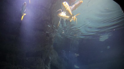 Sharks swims in tropical waters. Shark swimming underwater in the oceanarium. Underwater marine life and wild animals. Fascinating underwater diving with reef sharks on the reef