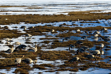 Oie à bec court, .Anser brachyrhynchus, Pink footed Goose, Spitzberg, Svalbard, Norvège