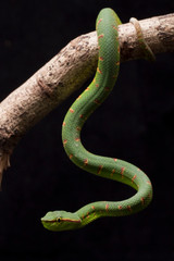 Wagler's pit viper (Tropidolaemus wagleri) on tree in black background
