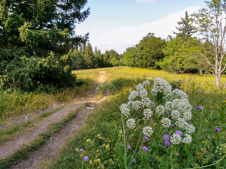 Fleurs sauvages et prairie des hauts plateaux du Vercors, France