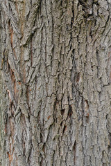 Saule blanc, Salix alba