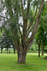 Fototapeta na wymiar Saule blanc, Salix alba