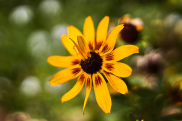 Flower with yellow and brown petals