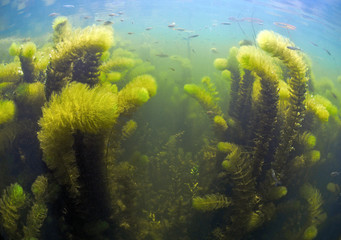 Fototapeta na wymiar Underwater world. River algae rise from the bottom of the river to the surface of the water.