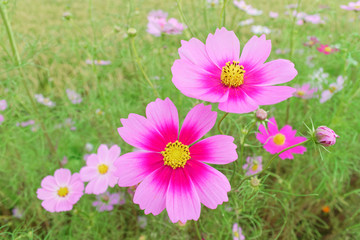 Obraz na płótnie Canvas closeup of pink cosmos flowers