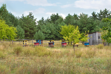 Fototapeta na wymiar Colorful wooden beehives in a meadow on a summer day. Poland