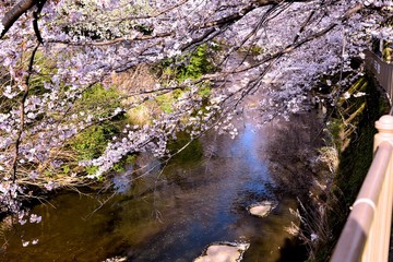 恩田川の桜