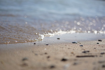 seagulls on the beach