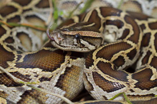 Close up of burmese python (python molurus bivittatus)