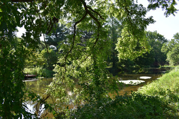bridge and tree in forest