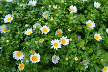 Fototapeta premium White daisy Small cute flowers