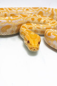 Albino Burmese Python (Python molurus bivittatus) isolated on white background