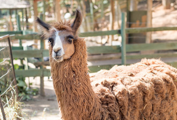 Obraz premium Close up of brown llama in farm cage.