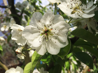 White pear flowers in the garden