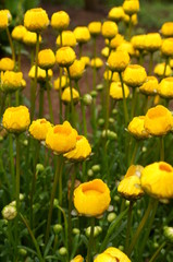 Obraz premium Yellow daisy Small cute flowers