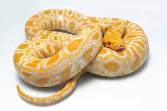 Albino Burmese Python (Python molurus bivittatus) isolated on white background