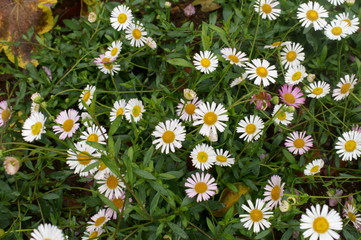 White daisy Small cute flowers