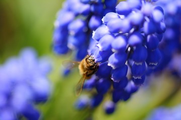 Macro of a bee on blue Muscari (Grape hyacinth) flowers. Soft focus, bokeh and blur in the background