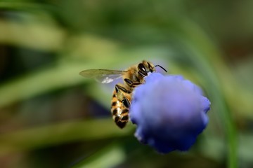 Macro of a bee on blue Muscari (Grape hyacinth) flowers. Soft focus, bokeh and blur in the background