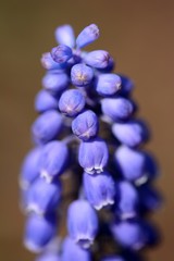 Blue Muscari (Grape hyacinth) macro. Soft focus, bokeh and blur in the background. Sun shining, vivid colors