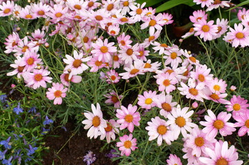 Pink daisy Small cute flowers