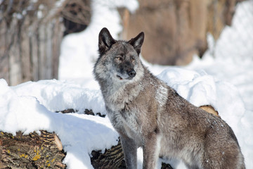 Cute black canadian wolf is standing on a white snow. Canis lupus pambasileus.