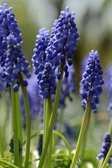 Blue Muscari (Grape hyacinth) macro. Soft focus, bokeh and blur in the background. Sun shining, vivid colors