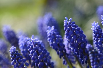 Blue Muscari (Grape hyacinth) macro. Soft focus, bokeh and blur in the background. Sun shining, vivid colors