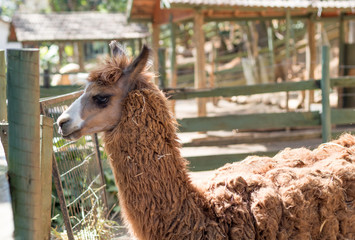 Close up of brown llama in farm cage.