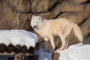 Wild alaskan tundra wolf is looking at the camera. Canis lupus arctos. Polar wolf or white wolf.
