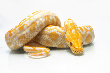 Albino Burmese Python (Python molurus bivittatus) isolated on white background