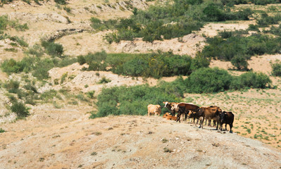 Herd of cows on a hill
