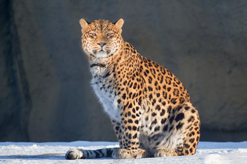 Wild leopard is looking at the camera. Panthera pardus.