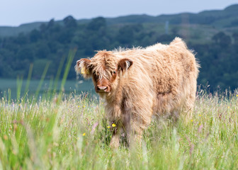 highland cow in field
