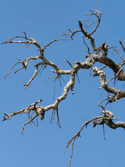 branche d'arbre mort