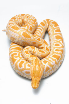 Albino Burmese Python (Python molurus bivittatus) isolated on white background
