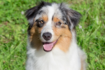 Cute australian shepherd puppy is looking at the camera. Close up. Pet animals.