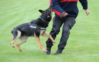 An Alsatian Police Dog on a Training Exercise.