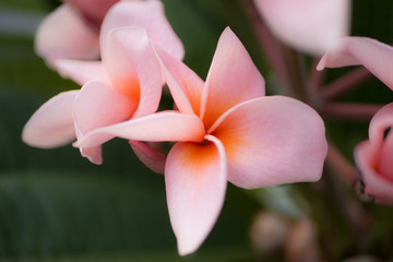 Soft plumeria pink flowers are blooming in the garden  