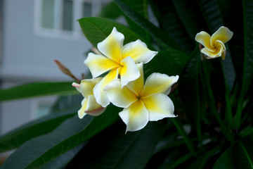 Obraz premium Soft plumeria white and yellow flowers are blooming in the garden .