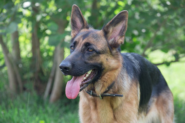 Cute german shepherd with black mask is standing on a green meadow. Pet animals.