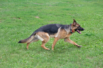 Cute german shepherd with black mask is walking on the green grass. Pet animals.