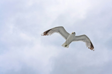 Sea gull flying in blue sky