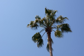 Resort tropical Palm tree and sky