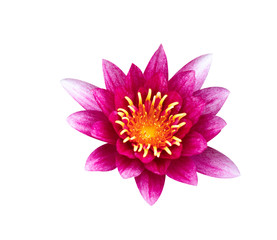 Pink blooming lotus isolated on white background with clipping path selection, Wanvisa