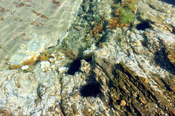 Colorful underwater sea world and black urchins in calm, translucent shallow water
