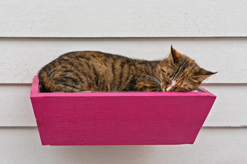 Tabby cat sleeping in pink flower pot