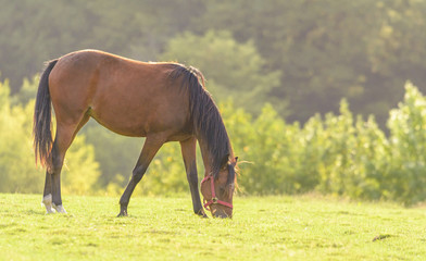 Obraz premium Ein Pferd frißt Gras auf einer Weide