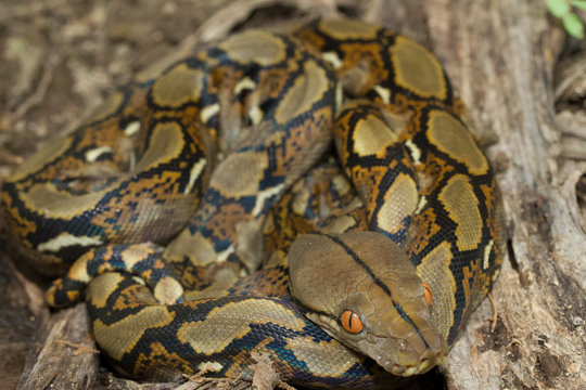 Baby Reticulated Python (Python reticulatus) Bali locality in Indonesia