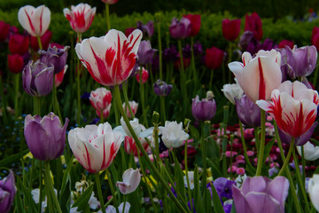 Tulips in full bloom in the tulip field in the heart of downtown salt lake city, UT